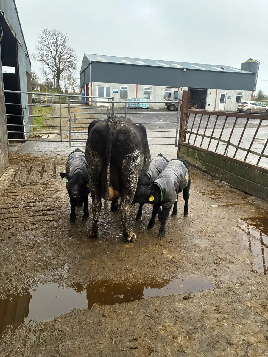 Cow with calves at foot - Image 2