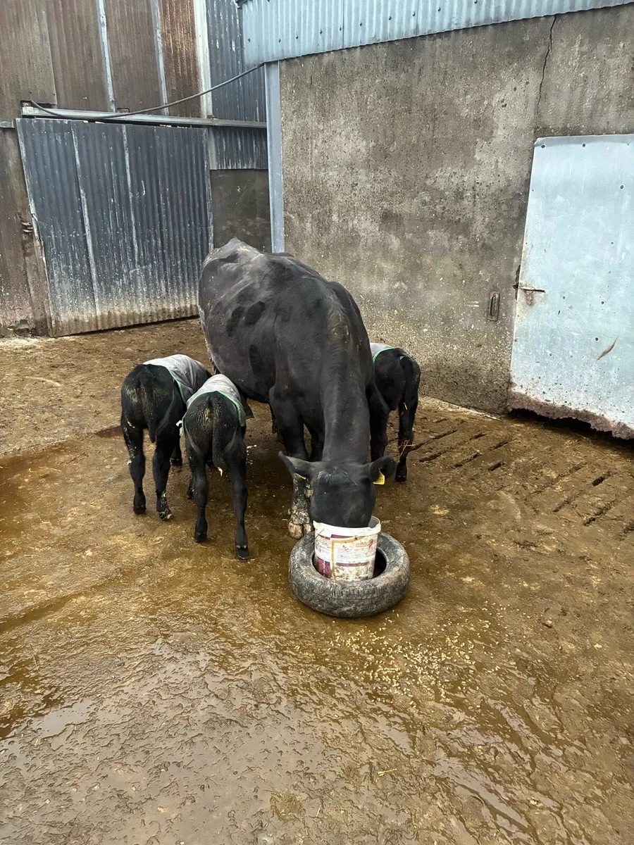 Cow with calves at foot - Image 1