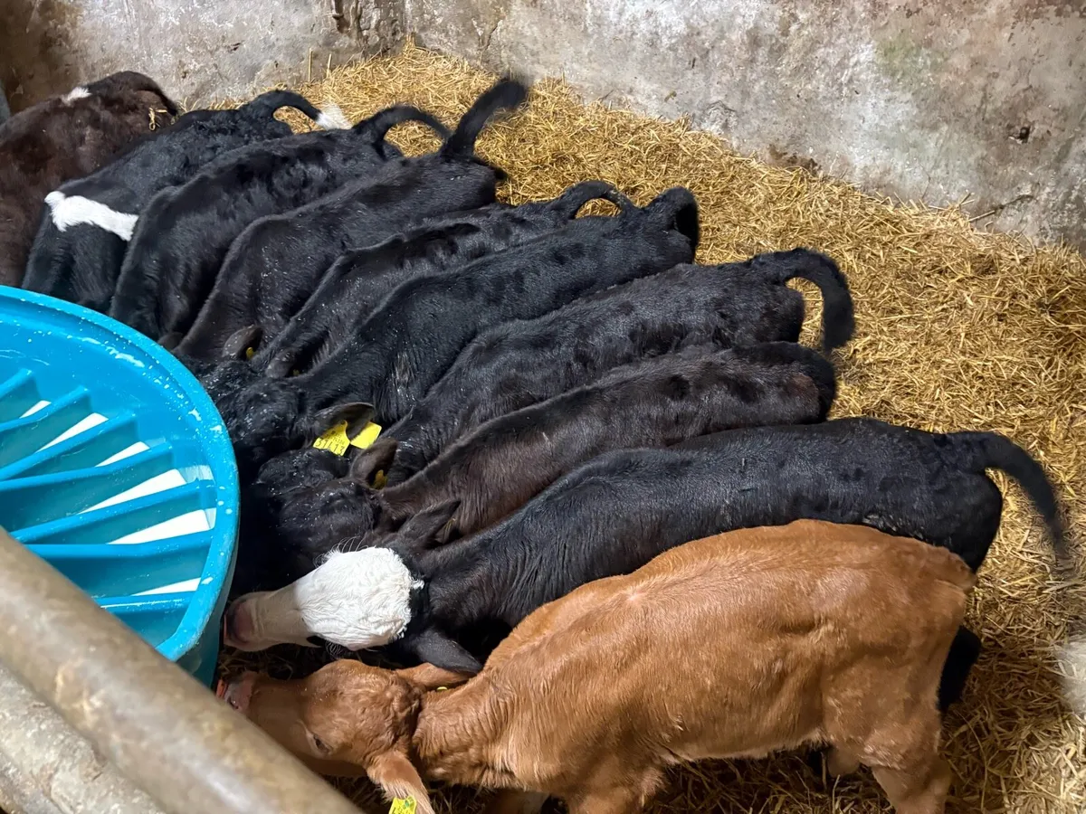 AA BB HE Calves For Sale - Image 3