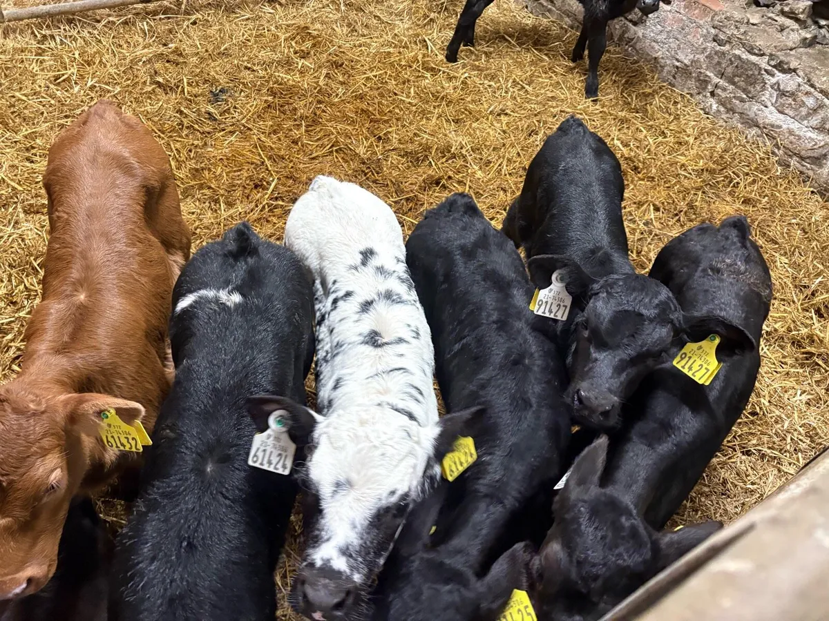 AA BB HE Calves For Sale - Image 4