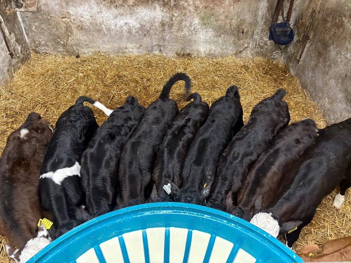 AA BB HE Calves For Sale - Image 1