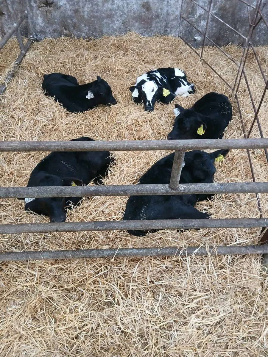 Calves - Image 1