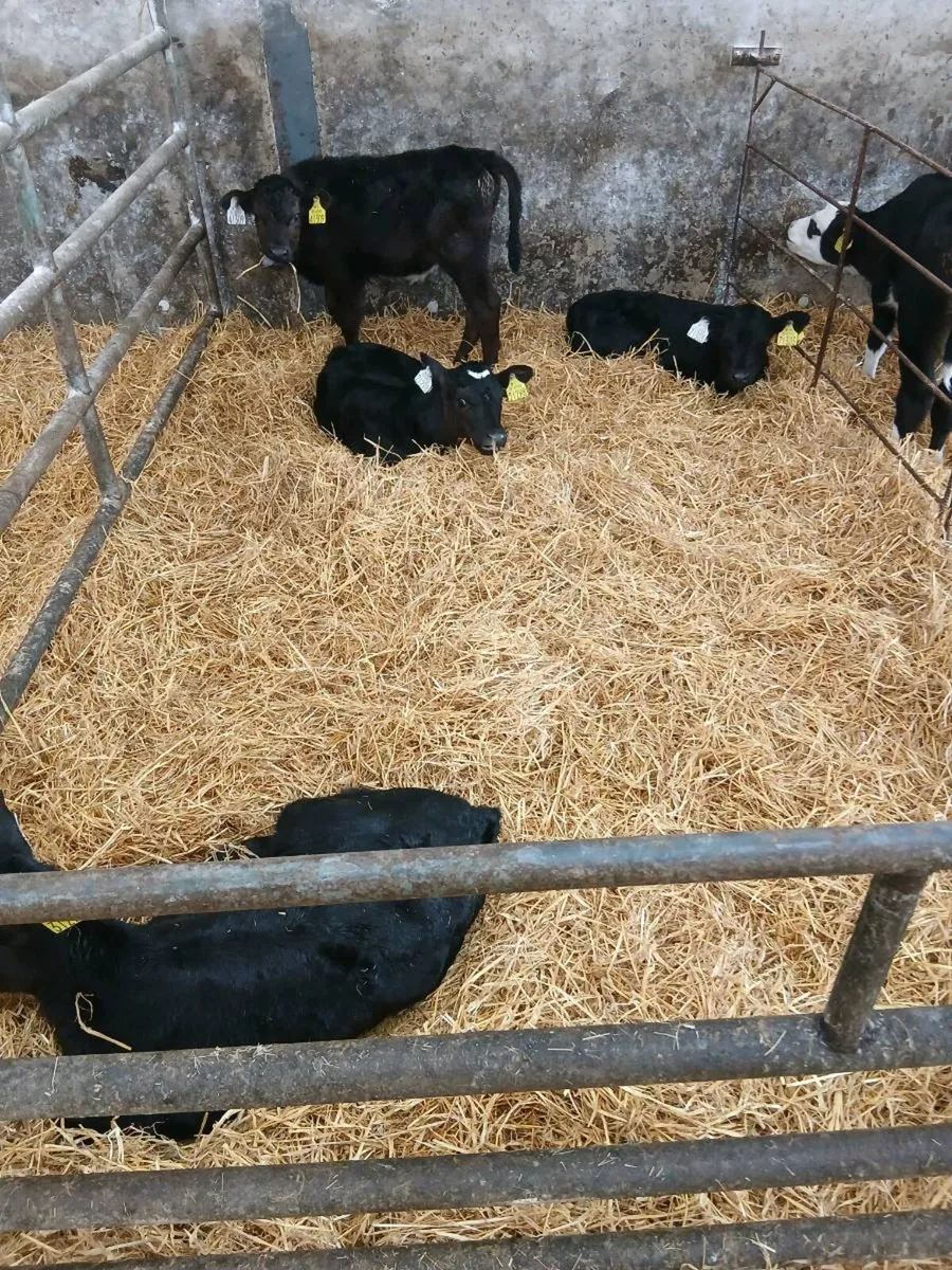 Calves - Image 2