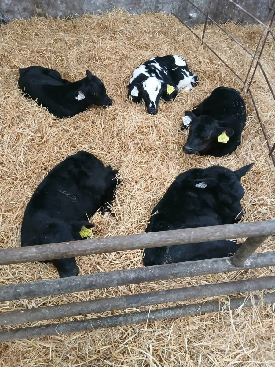 Calves - Image 3