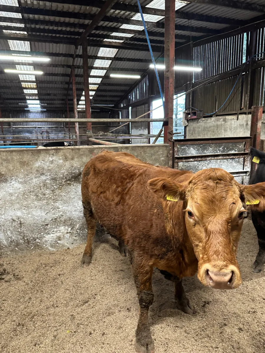 Springing lim heifers - Image 4