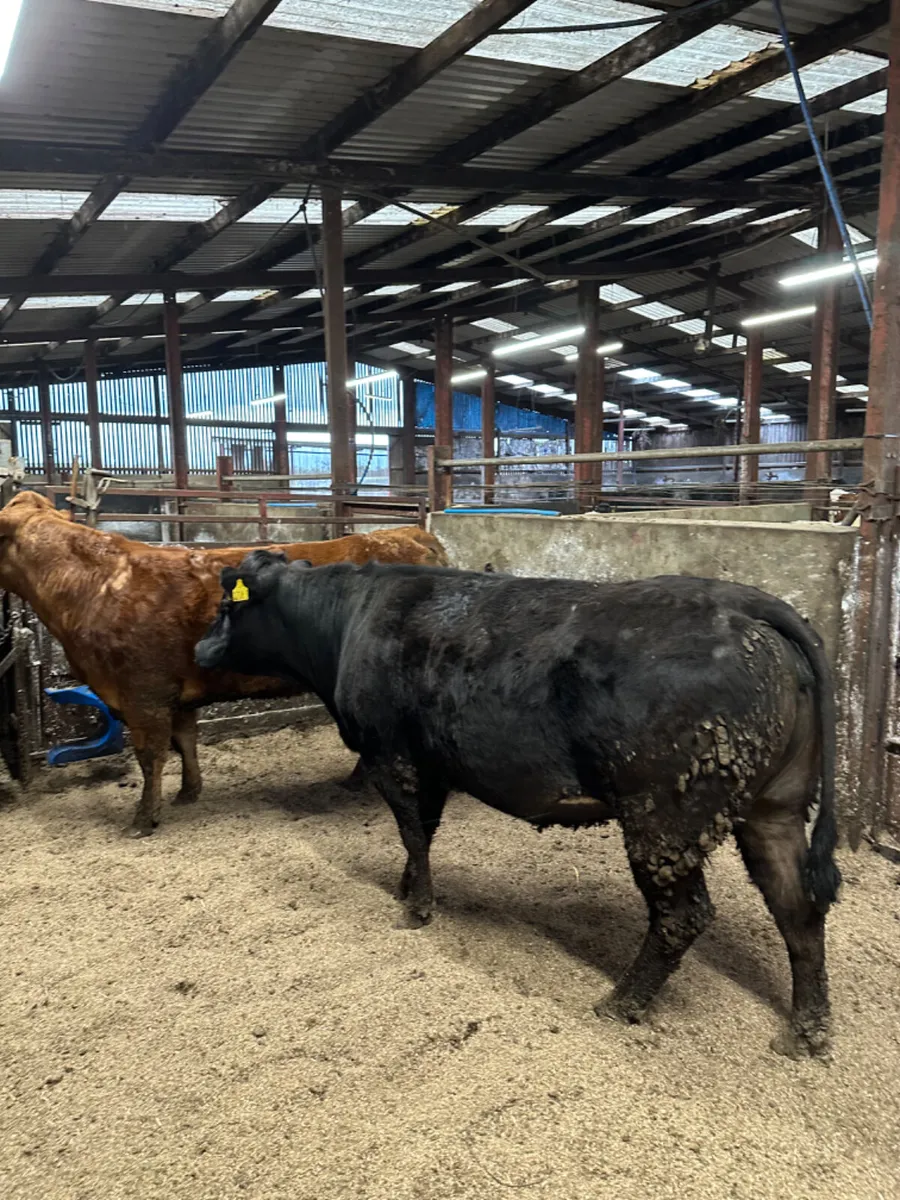 Springing lim heifers - Image 1