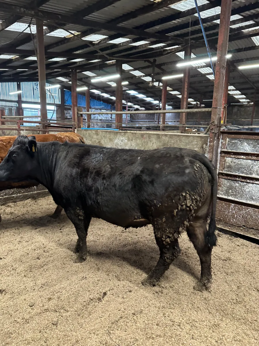 Springing lim heifers - Image 3