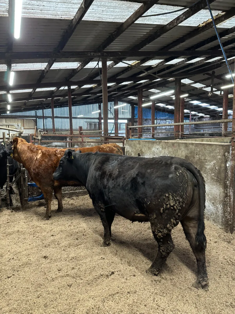 Springing lim heifers - Image 2