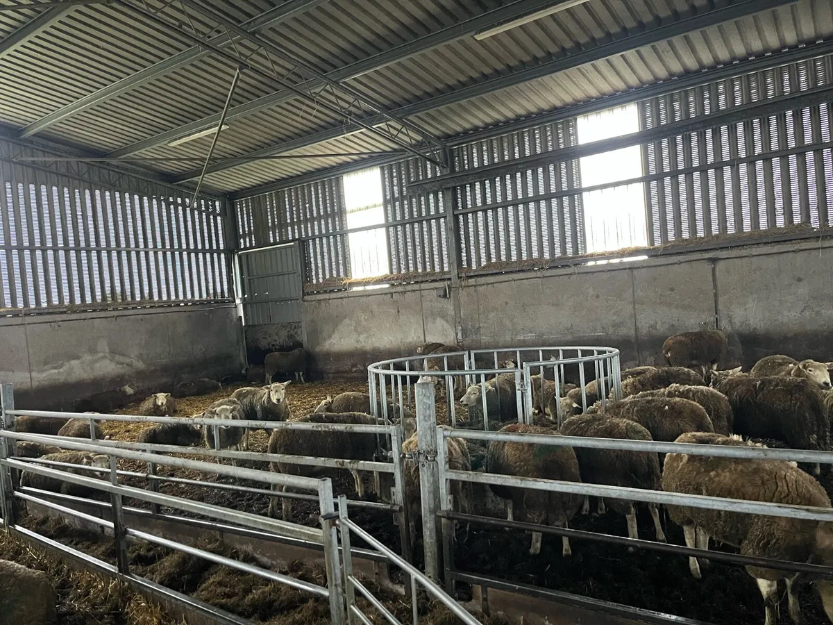 Top quality in lamb hoggets and ewe lambs - Image 3