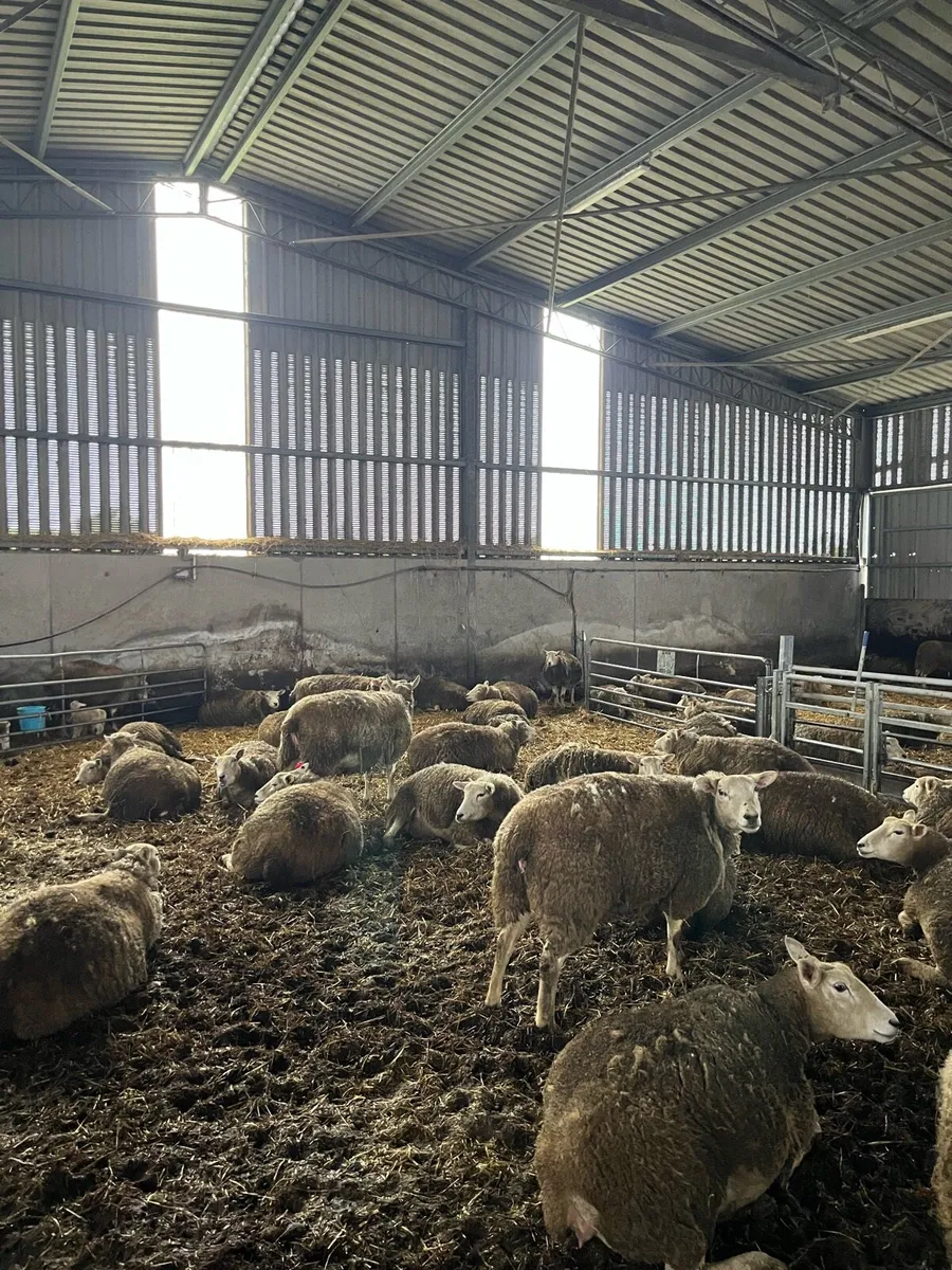 Top quality in lamb hoggets and ewe lambs - Image 1