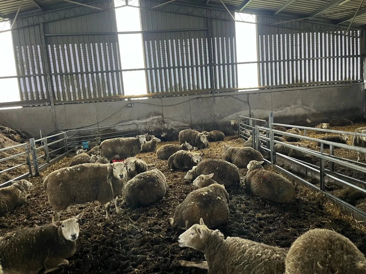 Top quality in lamb hoggets and ewe lambs - Image 2