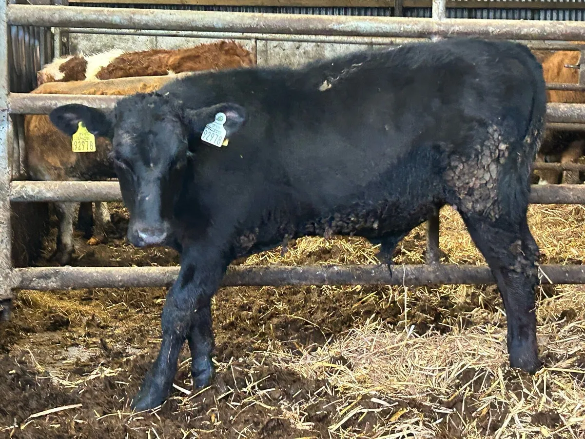 5 smashing Angus bull runners - Image 3