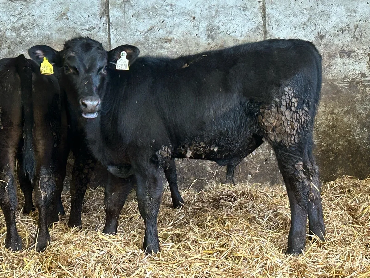 5 smashing Angus bull runners - Image 2