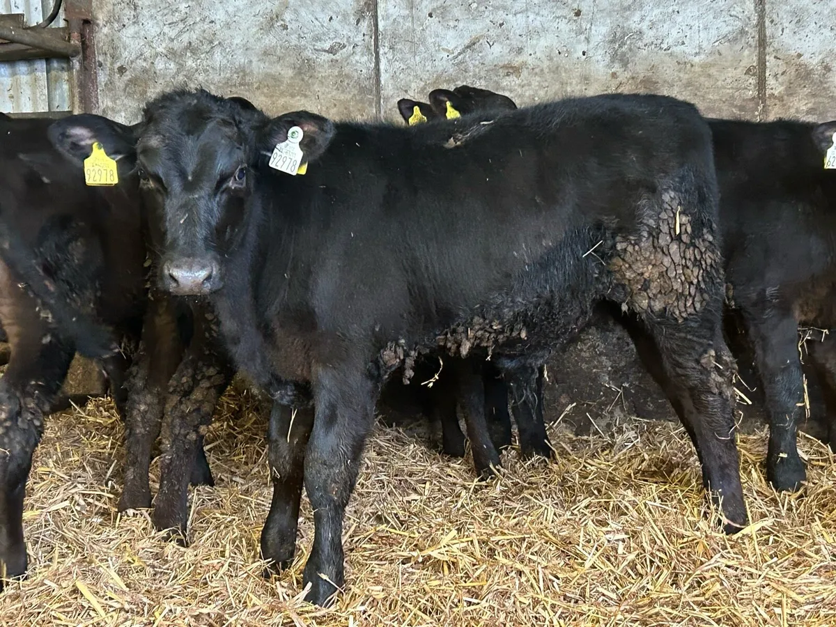 5 smashing Angus bull runners - Image 1