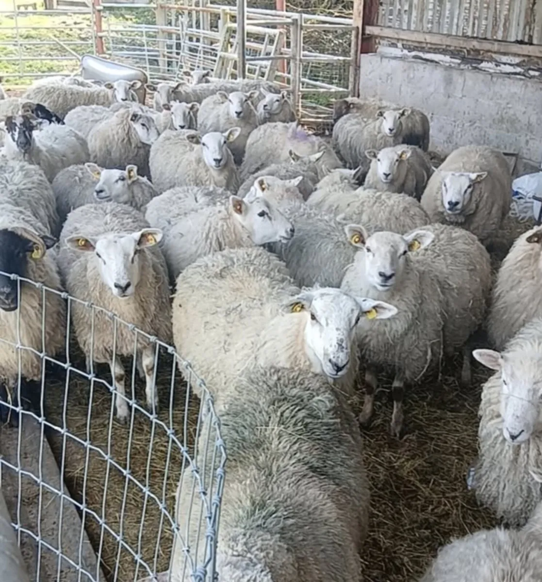 Texel mule cross ewe lambs with lambs and inlamb - Image 2