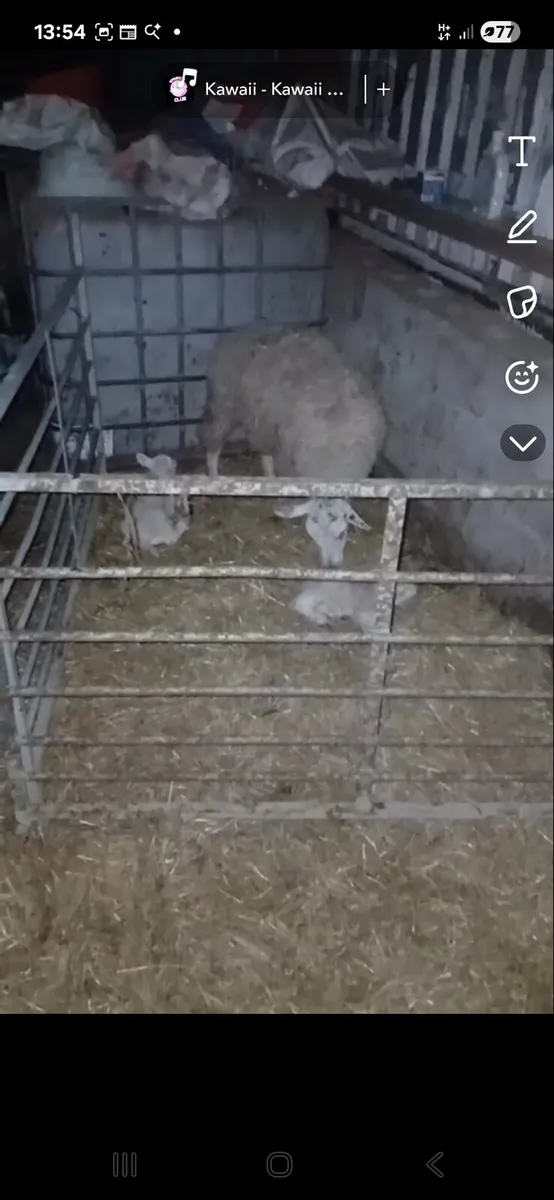 Texel mule cross ewe lambs with lambs and inlamb - Image 3