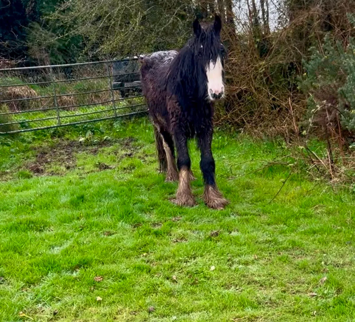 Future show cob - Image 2