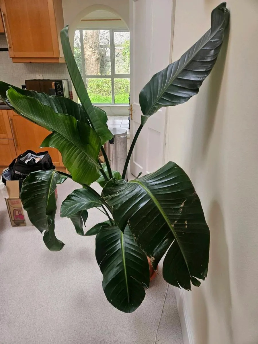 House plant - Image 1