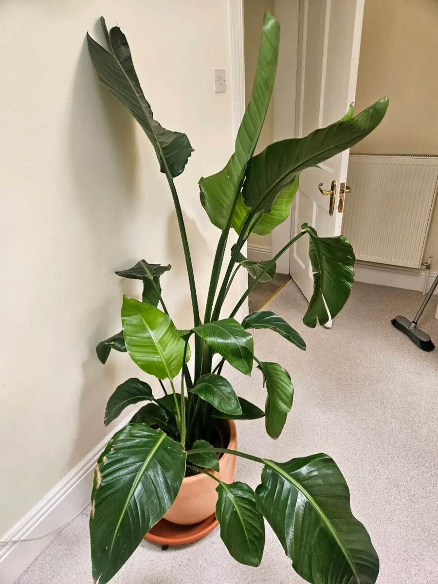 House plant - Image 2