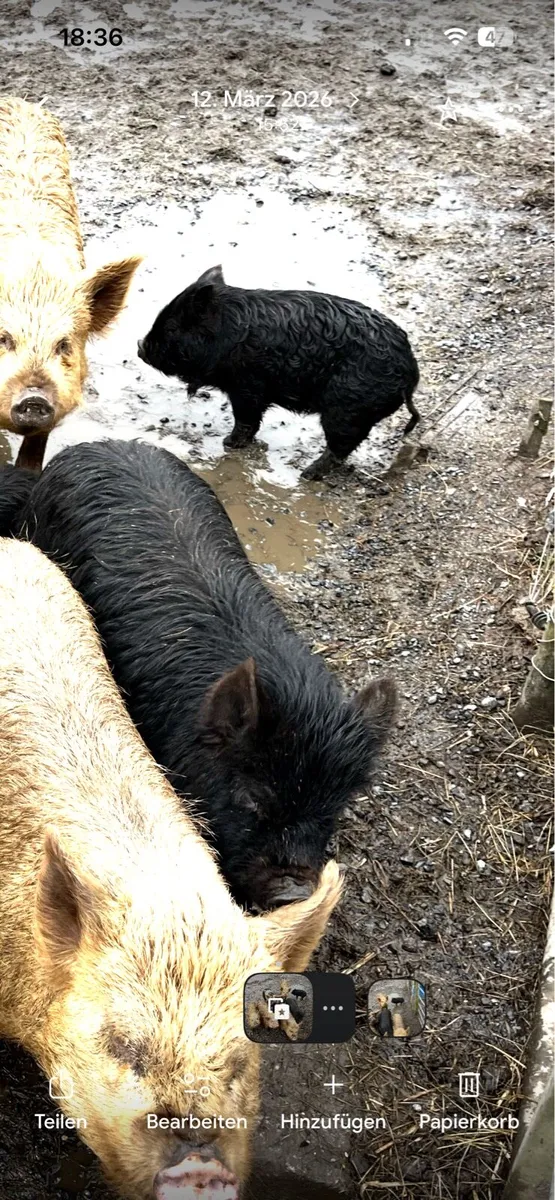 Kune kune pigs - Image 1