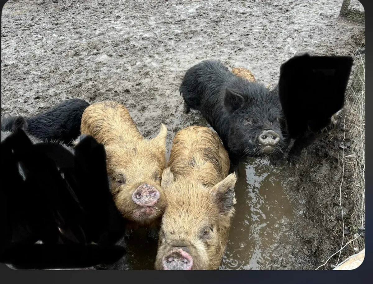 Kune kune pigs - Image 2