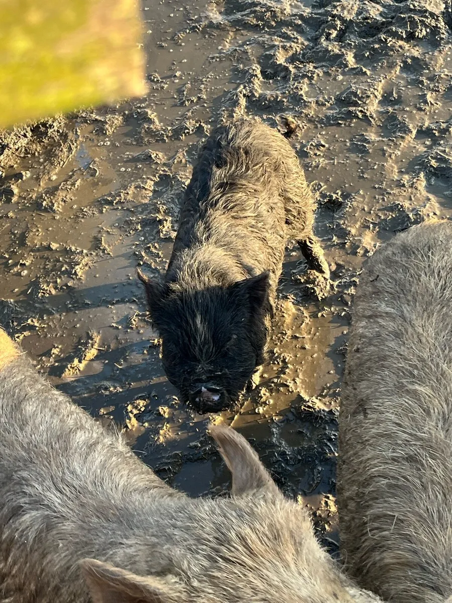 Kune kune pigs - Image 3