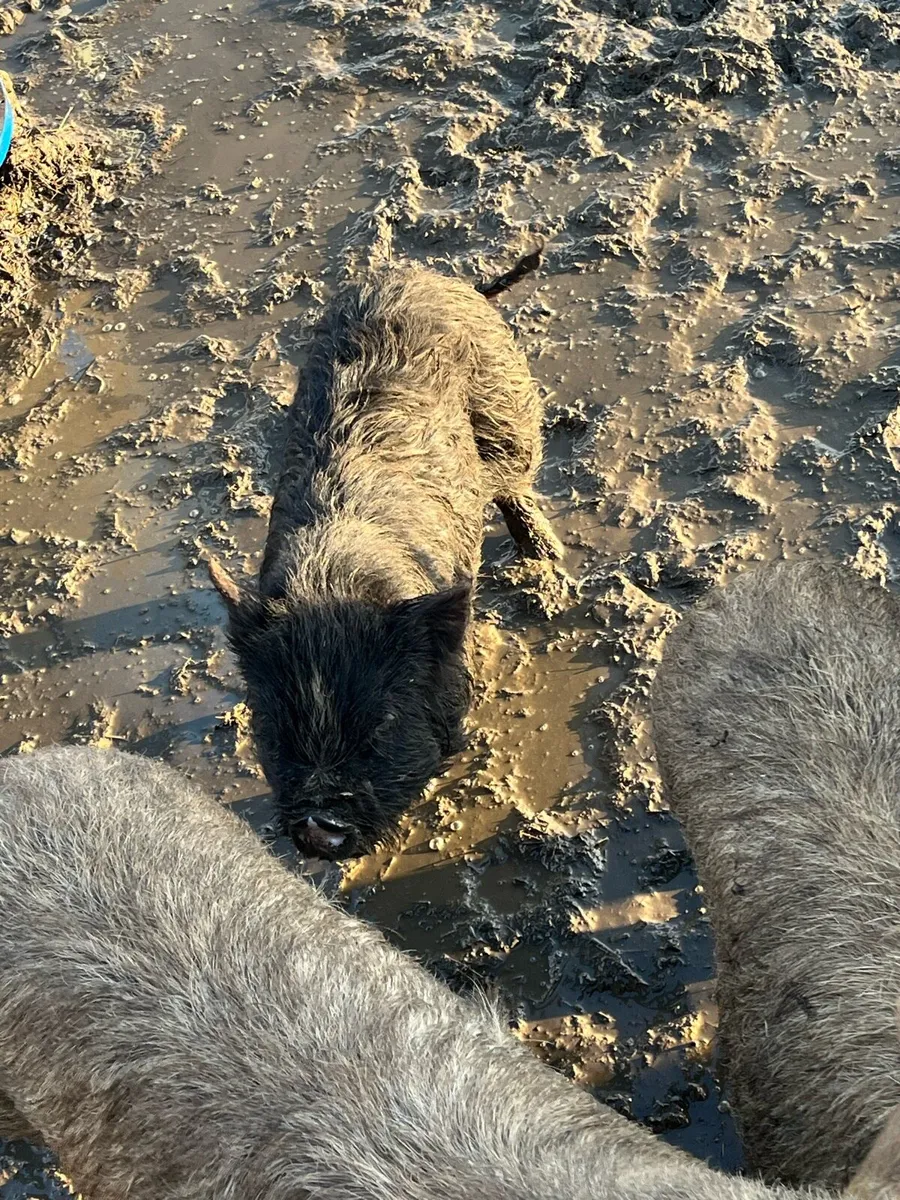 Kune kune pigs - Image 4