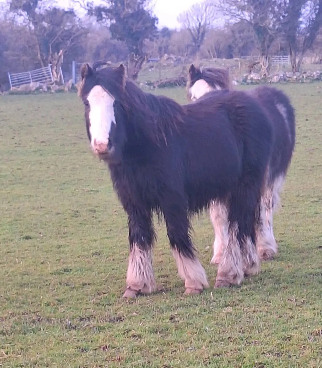 Yearling Colt. - Image 1