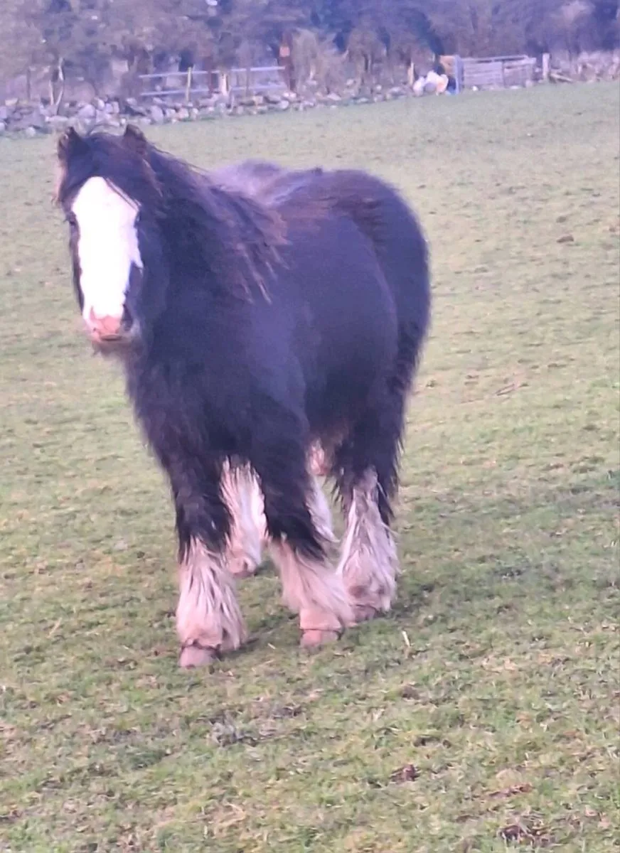 Yearling Colt. - Image 2