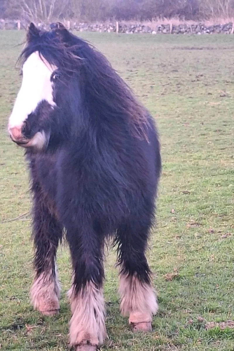 Yearling Colt. - Image 3