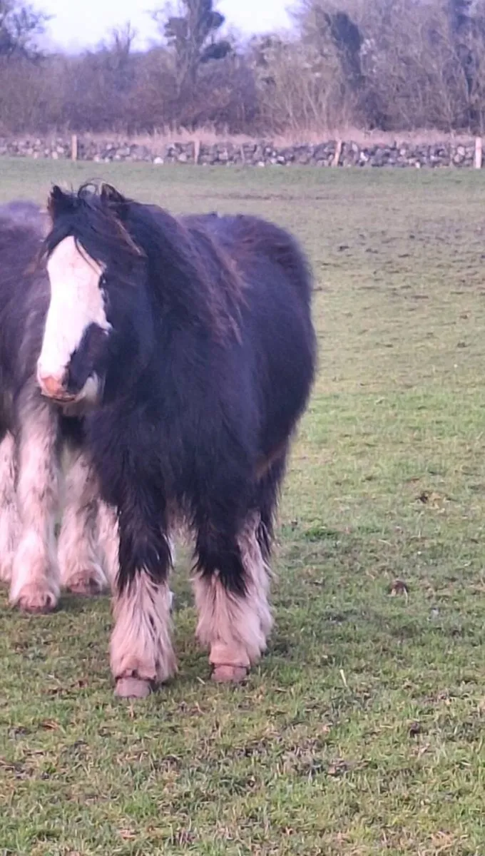 Yearling Colt. - Image 4