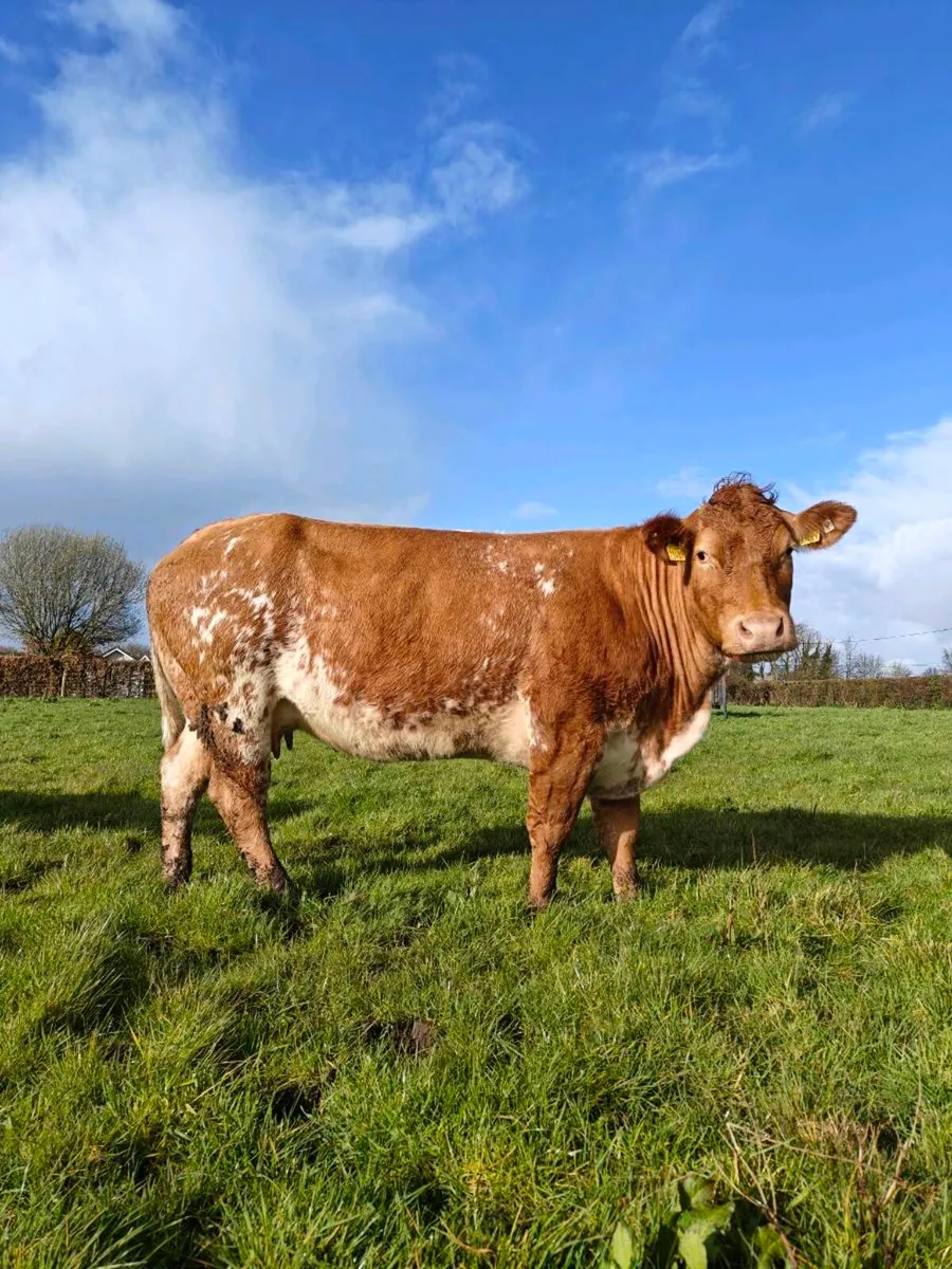 Cow and Calf pair - Image 2