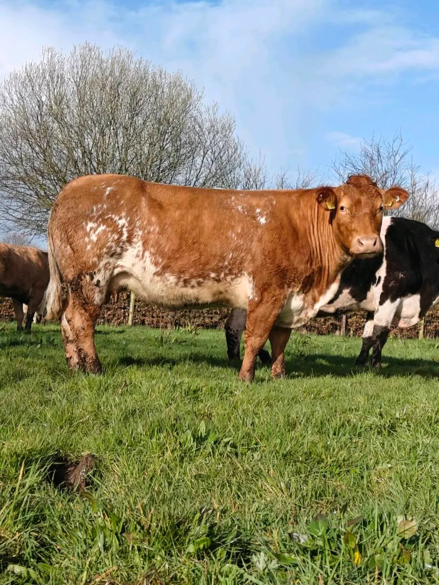 Cow and Calf pair - Image 1