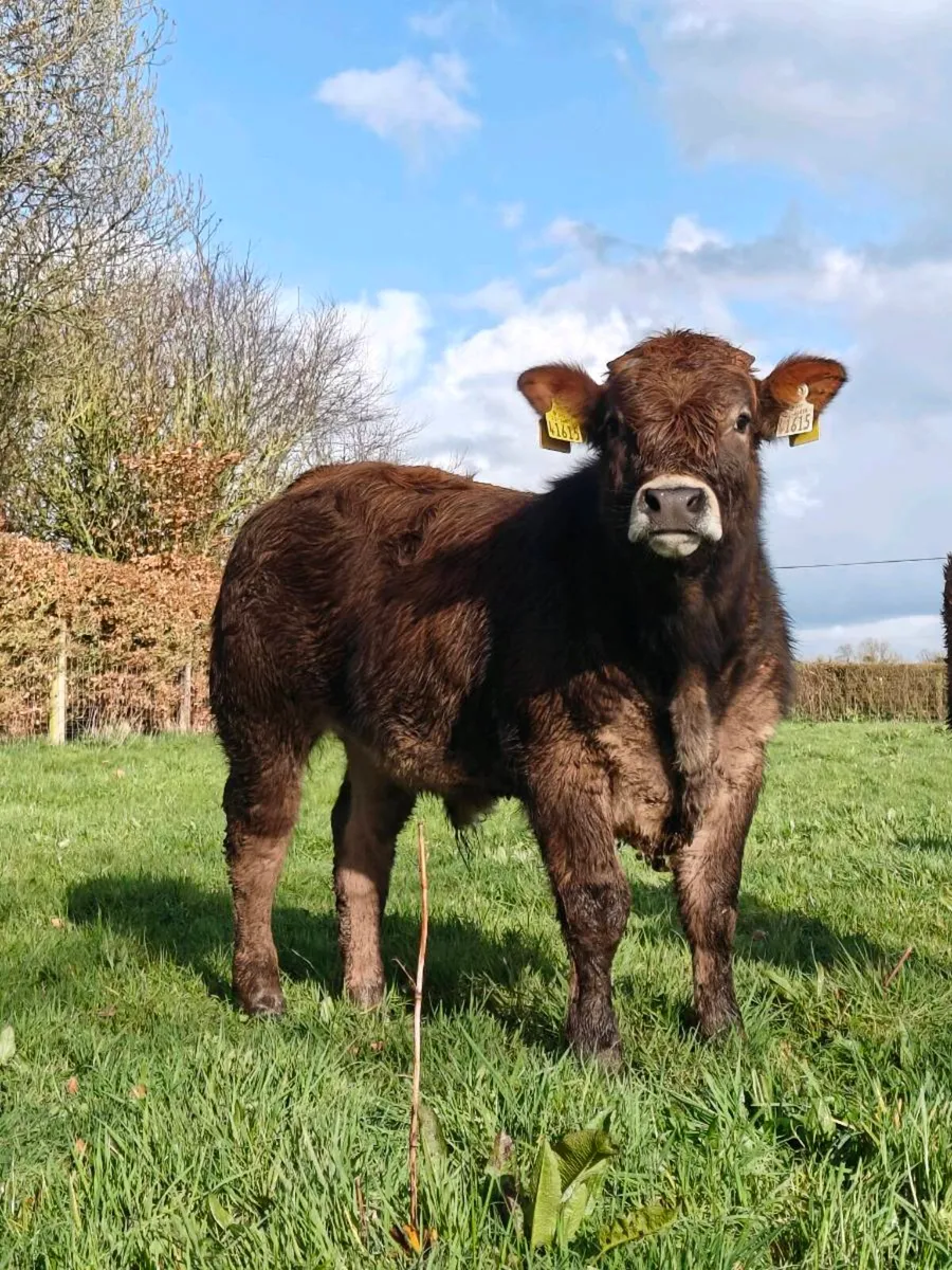 Cow and Calf pair - Image 3