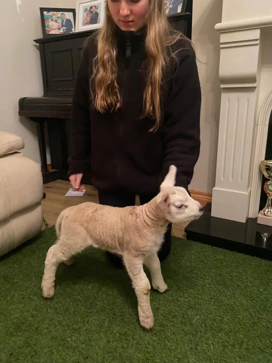 PEDIGREE TEXEL PET FOSTER RAM LAMB - Image 1