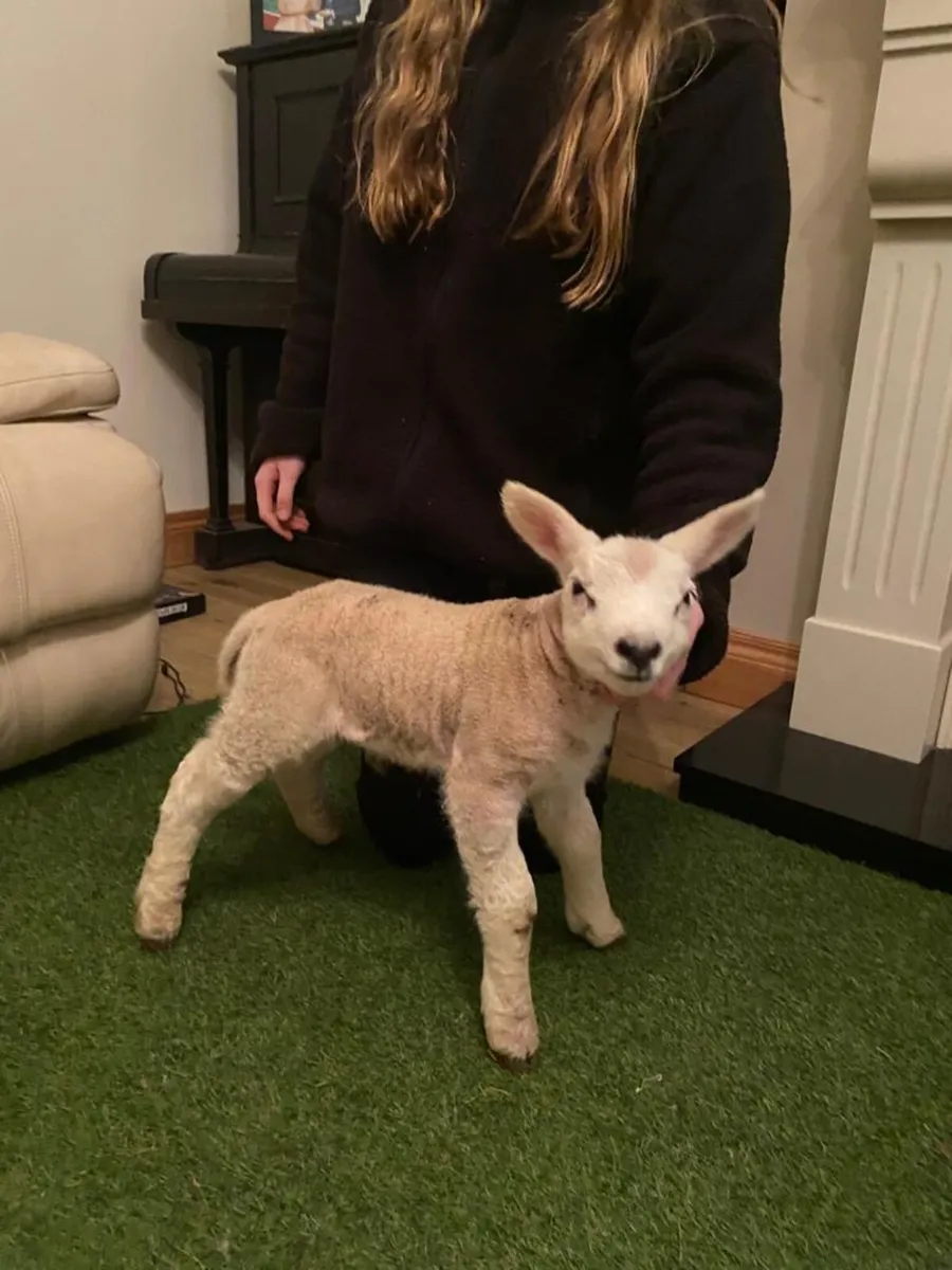 PEDIGREE TEXEL PET FOSTER RAM LAMB - Image 2