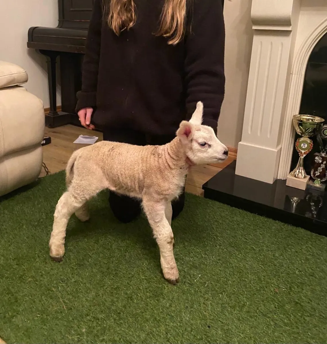 PEDIGREE TEXEL PET FOSTER RAM LAMB - Image 3
