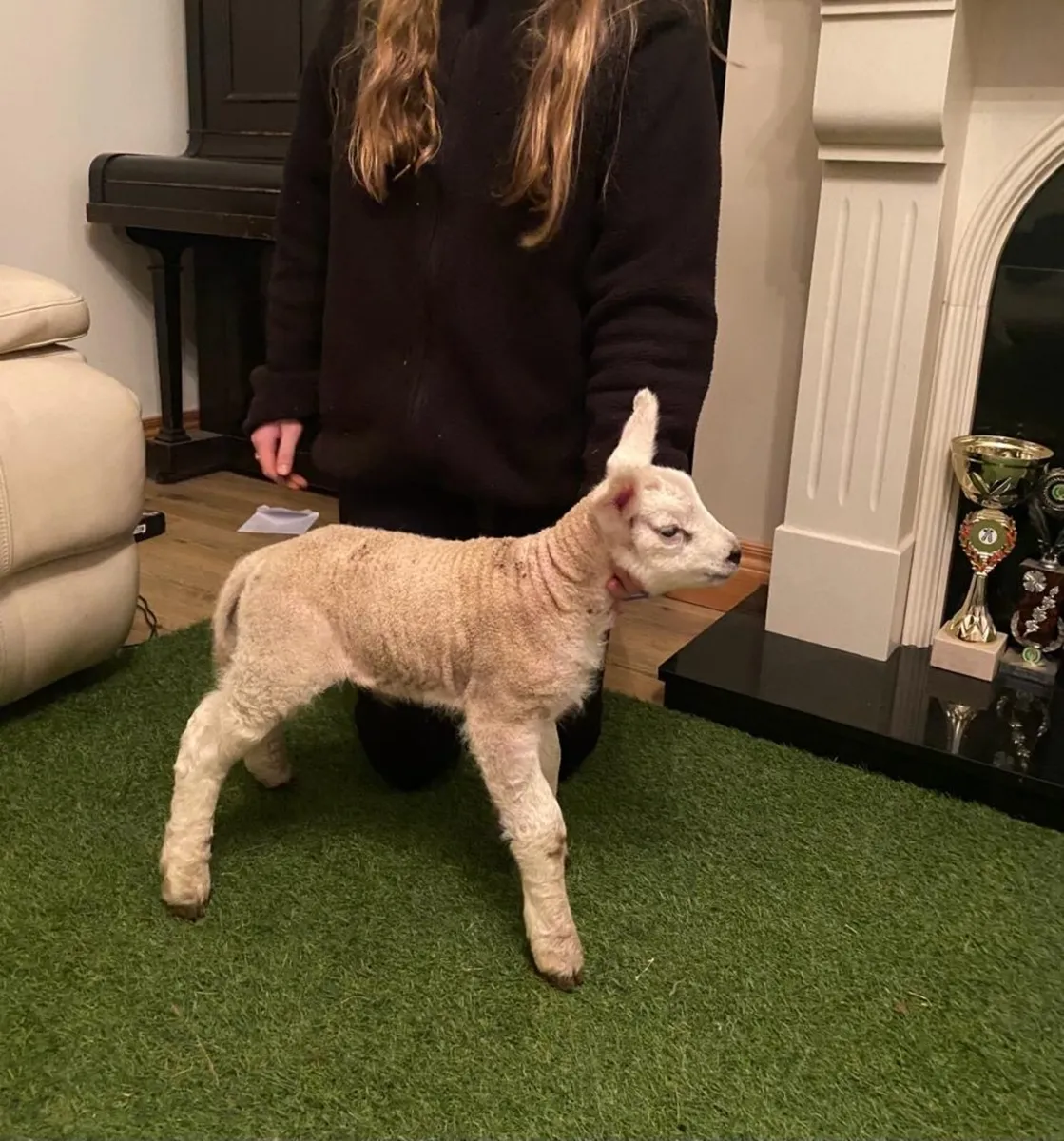 PEDIGREE TEXEL PET FOSTER RAM LAMB - Image 4