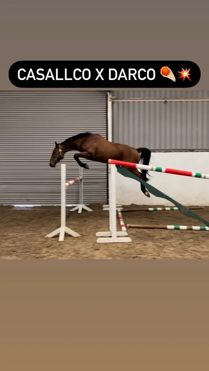 Young horses and ponies - Image 1