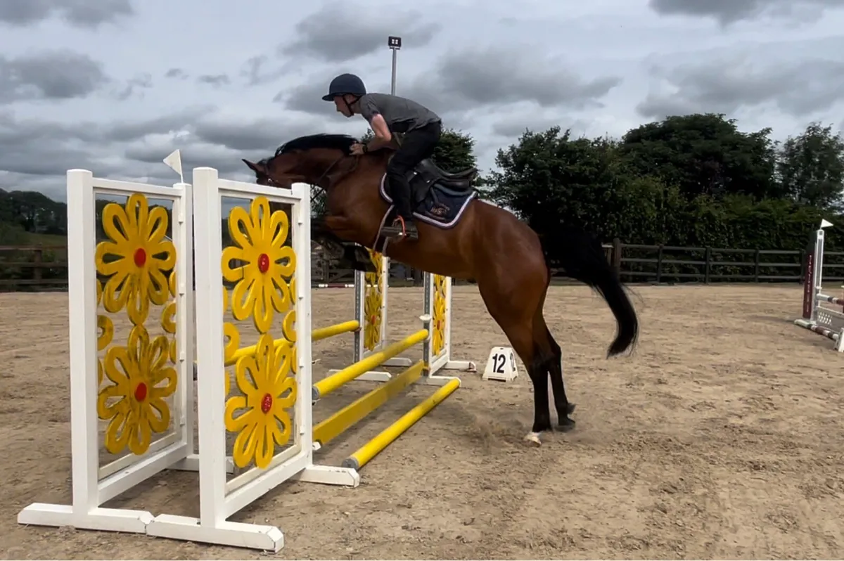 Young horses and ponies - Image 3