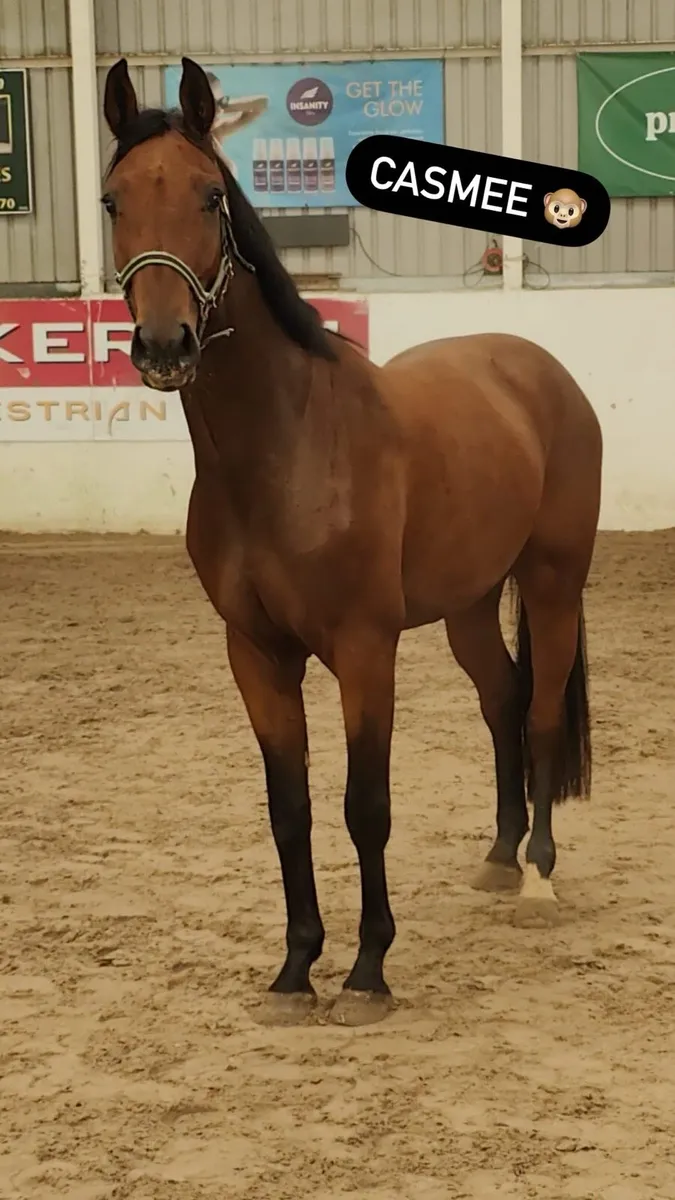 Young horses and ponies - Image 4