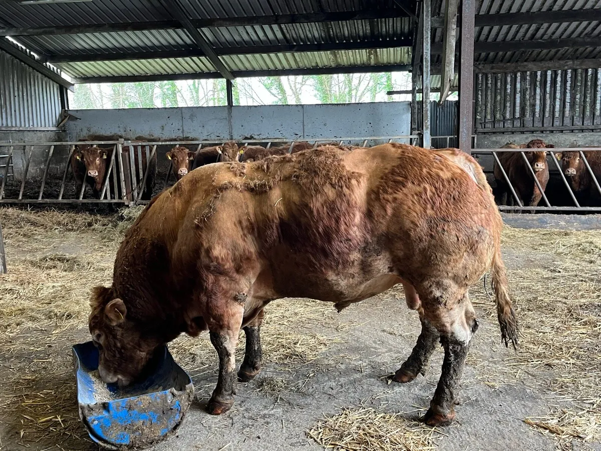 Pedigree Limousin Bull - Image 3