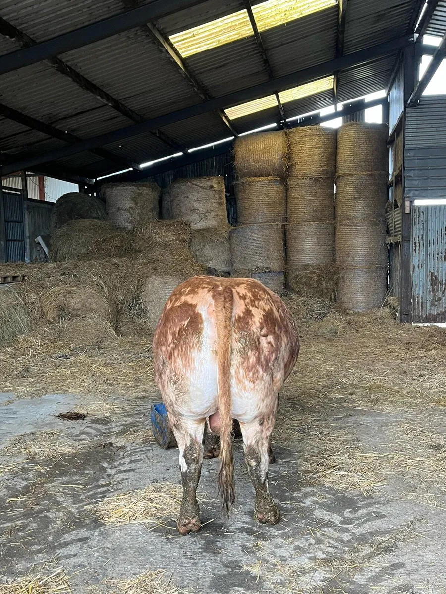 Pedigree Limousin Bull - Image 4