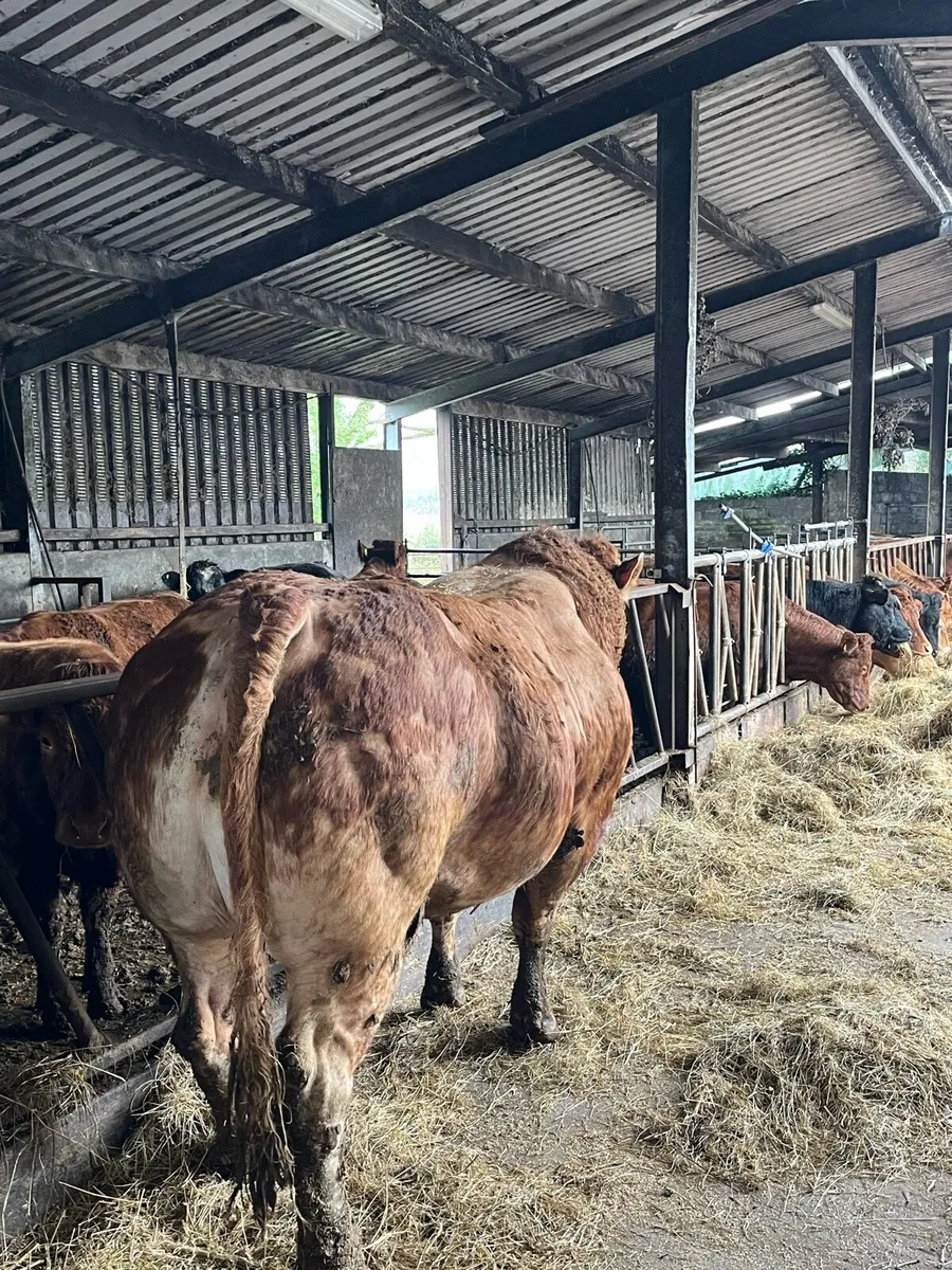 Pedigree Limousin Bull - Image 1