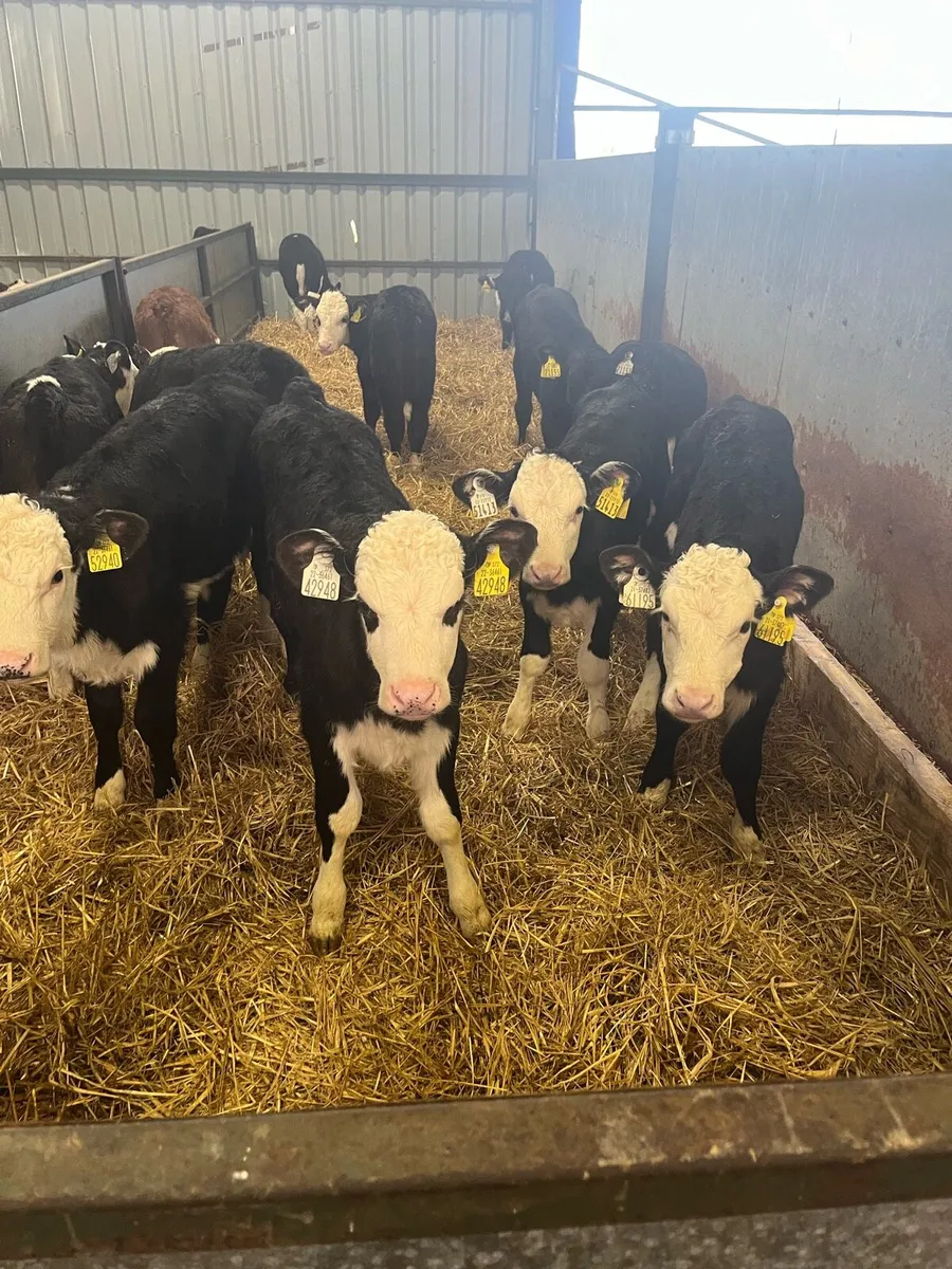 Calves - Image 1