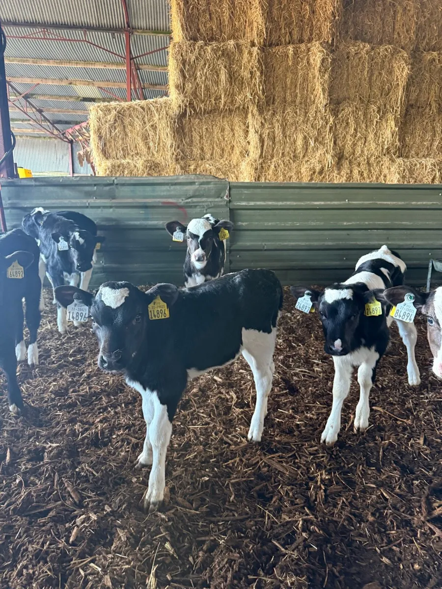Heifer Calves - Image 1