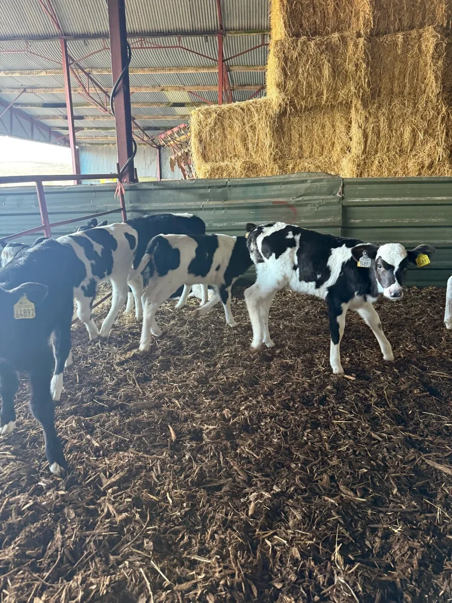 Heifer Calves - Image 4