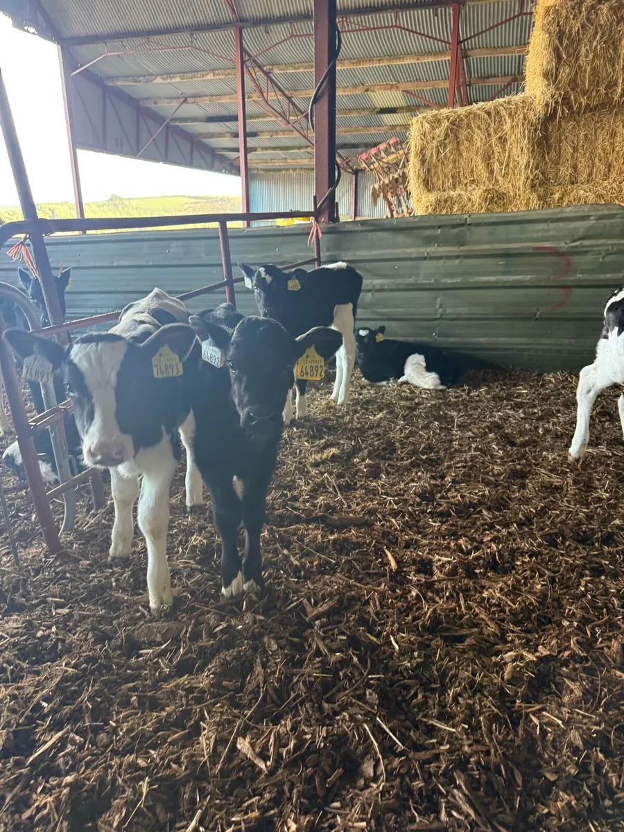Heifer Calves - Image 3