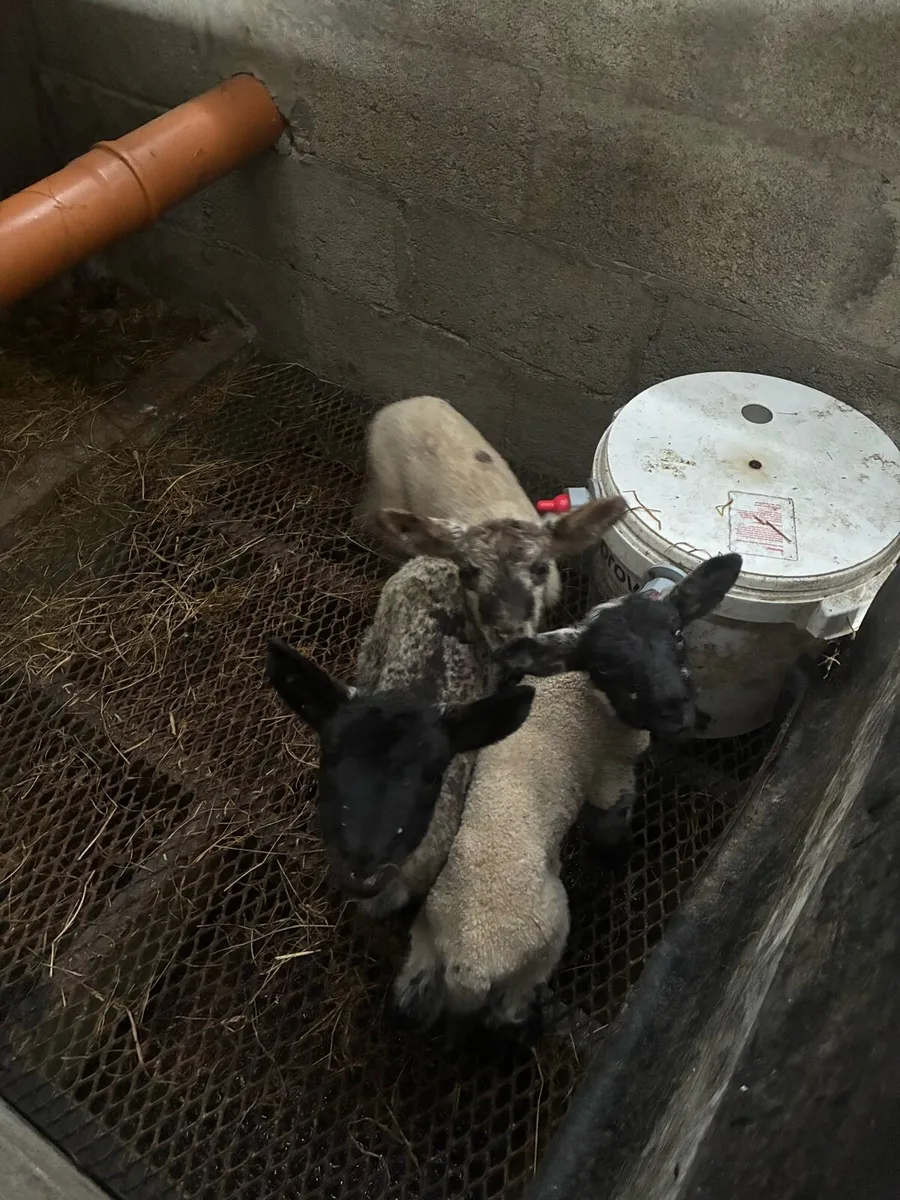 Pet Lambs for sale - Image 2
