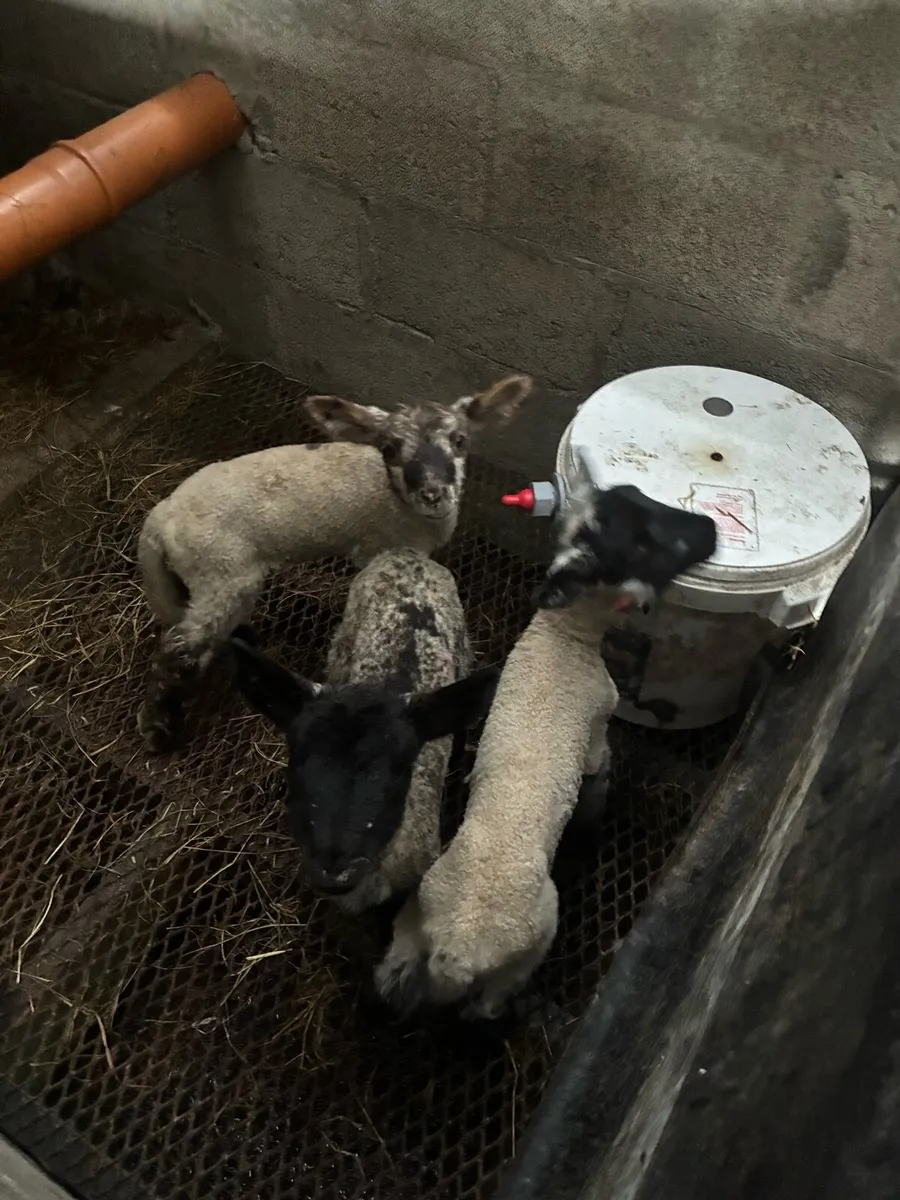 Pet Lambs for sale - Image 3